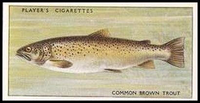 47 Common Brown Trout